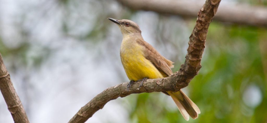 20120907cattle_tyrant