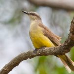 20120907cattle_tyrant