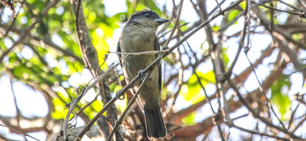 20120924crested_becard_(male)