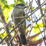 20120924crested_becard_(male)