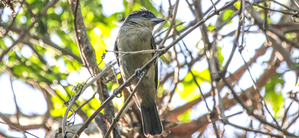 20120924crested_becard_(male)