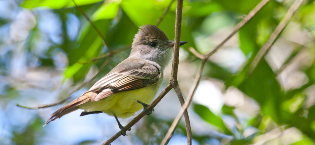 20130325brown-crested_flycatcher