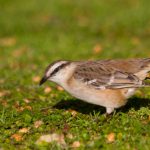 20130816chalk-browed_mockingbird