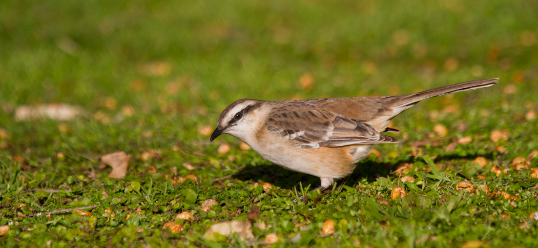 20130816chalk-browed_mockingbird