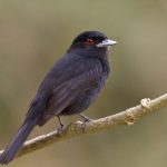 20130831blue-billed_black_tyrant