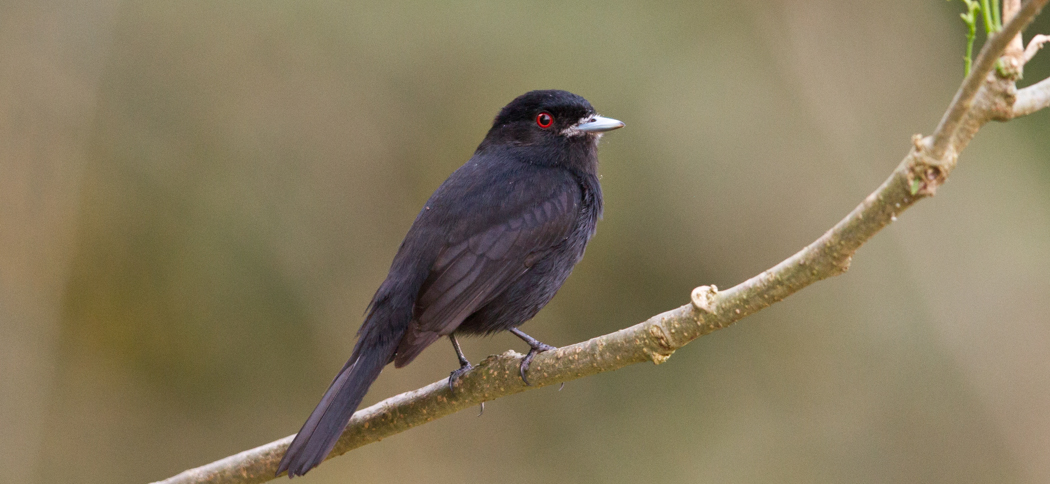 20130831blue-billed_black_tyrant
