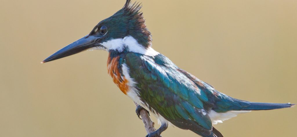 20130901amazon_kingfisher