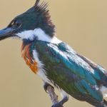 20130901amazon_kingfisher