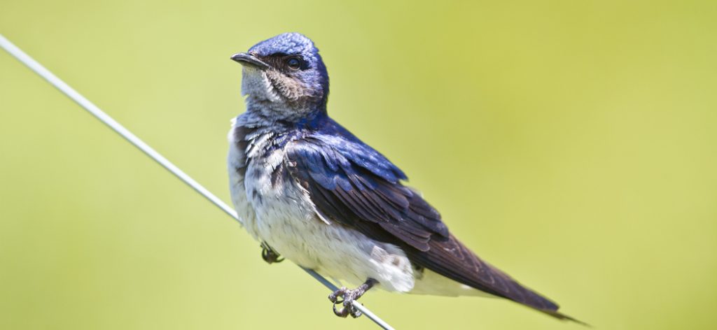 20130924gray-breasted_martin