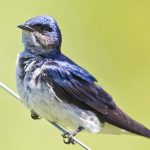 20130924gray-breasted_martin