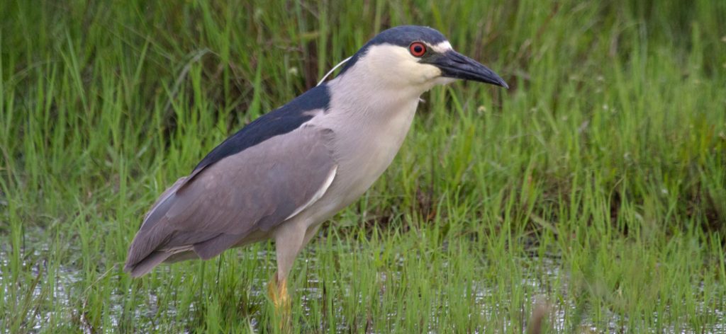 20131120black_crowned_night_heron