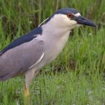 20131120black_crowned_night_heron