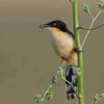20131127black-capped_donacobius