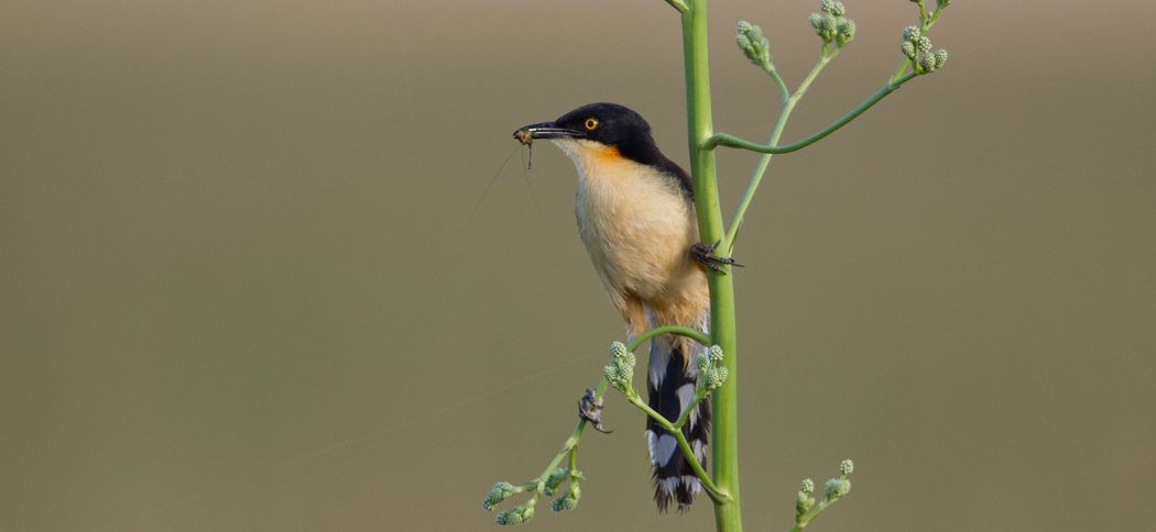 20131127black-capped_donacobius