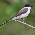 20131129forked-tailed_flycatcher