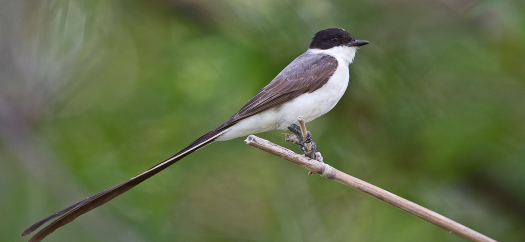 20131129forked-tailed_flycatcher