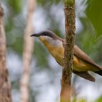 20131203dark-billed_cuckoo