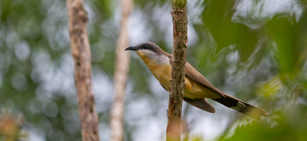 20131203dark-billed_cuckoo