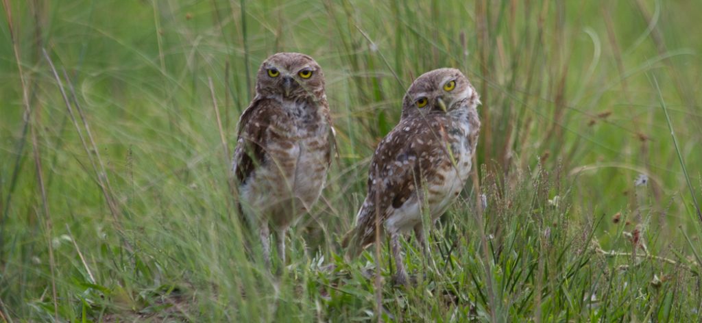 20131205burrowing_owl