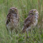 20131205burrowing_owl