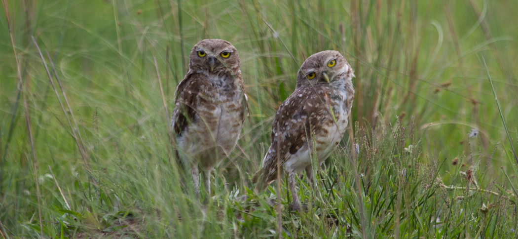 20131205burrowing_owl