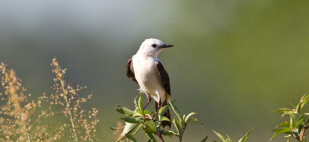 20131207Black_&_White_Monjita (2)