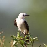 20131207Black_&_White_Monjita (2)