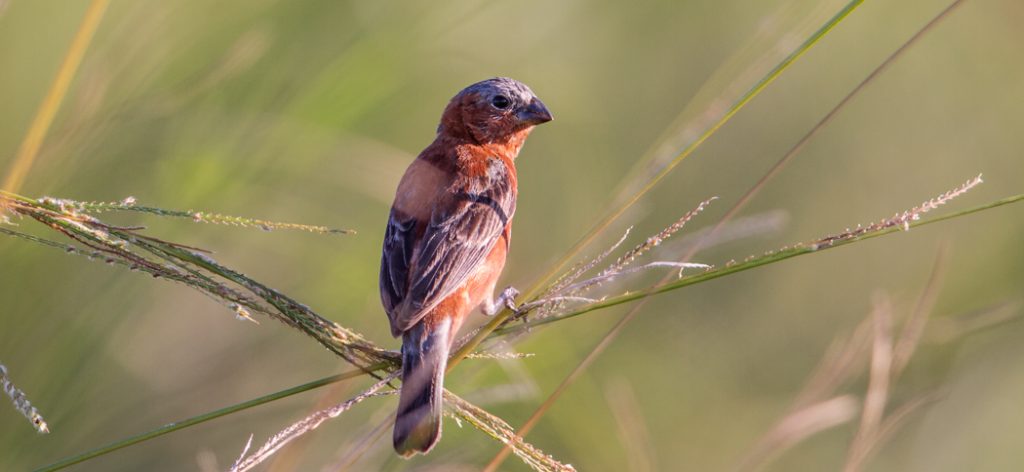 20140325chestnut_seedeater