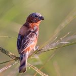 20140325chestnut_seedeater