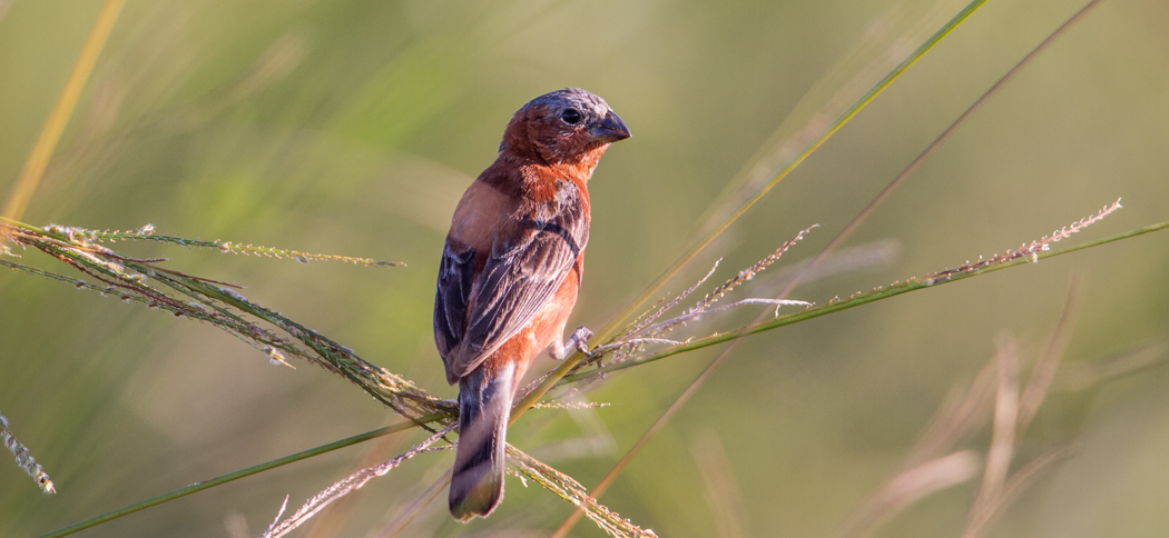 20140325chestnut_seedeater
