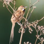 20140404chotoy_spinetail