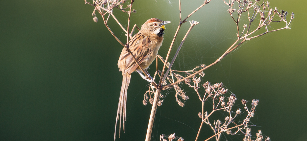 20140404chotoy_spinetail