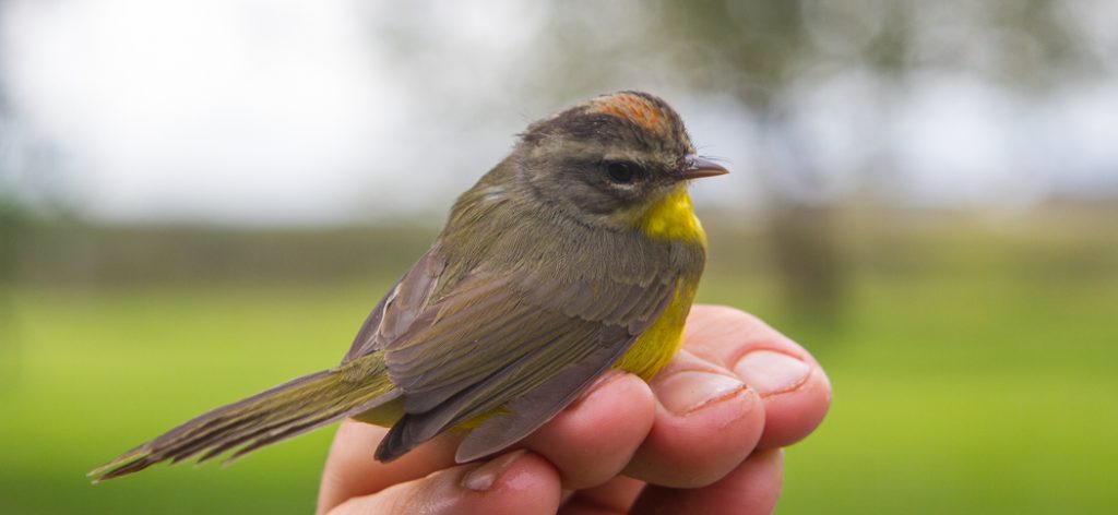 20140606golden-crowned_warbler