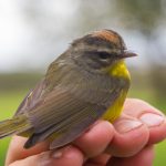 20140606golden-crowned_warbler