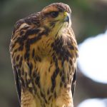 20150411bay-winged_hawk