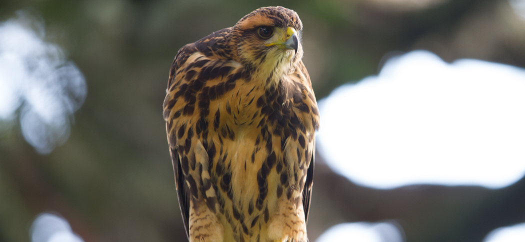 20150411bay-winged_hawk