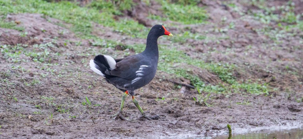 20150411common_gallinule