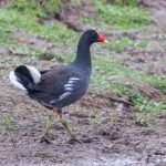 20150411common_gallinule
