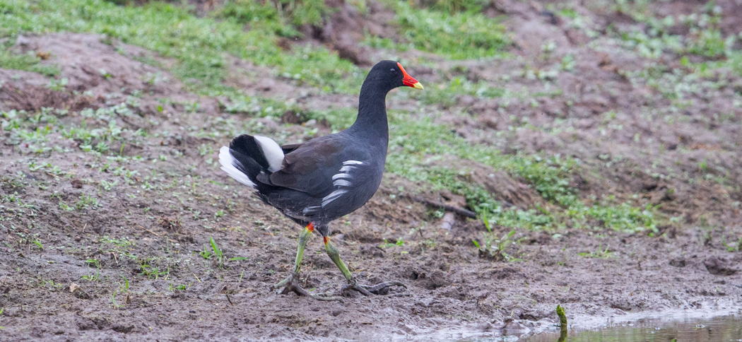 20150411common_gallinule