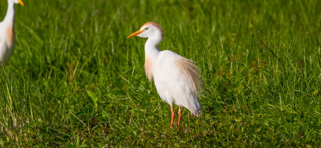 20150507cattle_egret