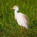 20150507cattle_egret