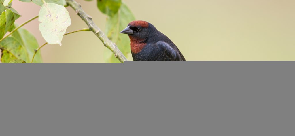 20150611chestnut-capped_blackbird