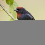 20150611chestnut-capped_blackbird