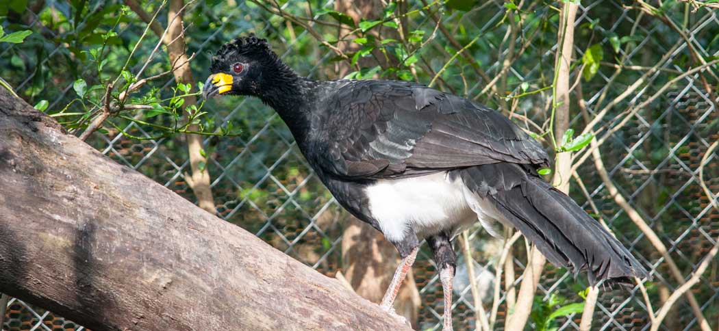 20150816Bare-faced_Curassow (1)