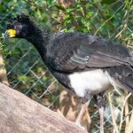 20150816bare-faced_curassow