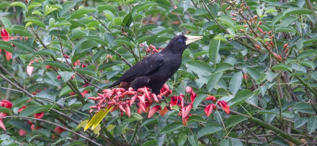 20150926crested_oropendola