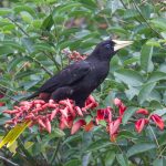 20150926crested_oropendola