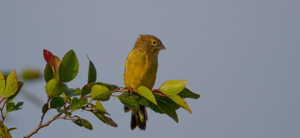 20160404grassland_yellow-finch