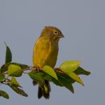 20160404grassland_yellow-finch