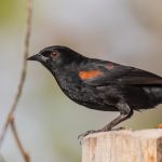 20160814epaulet_oriole